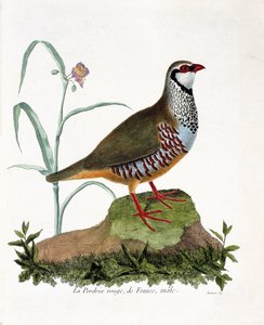 Állattani térkép (ornitológia): La partridge rouge de France, hím (vörös fogoly vagy alectoris rufa). Illusztráció: Francois Nicolas Martinet (1731-1800) „A madarak története, megjelenésük és érzékeny aspektusuk szerint”. Magángyűjtemény. alkotó: Francois Nicolas Martinet