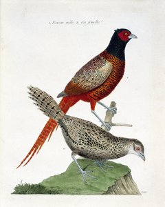 Állattani térkép (ornitológia): hím fácán és nőstény (colchid fácán vagy Phasianus colchicus). Illusztráció: Francois Nicolas Martinet (1731-1800) „A madarak története, megjelenésük és érzékeny aspektusuk szerint”. Magángyűjtemény. alkotó: Francois Nicolas Martinet