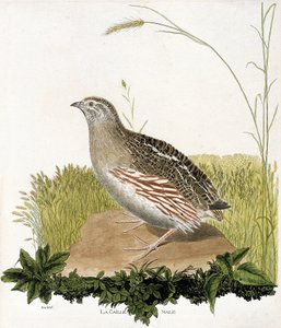 Állattani térkép (ornitológia): Hím fürj (blequail vagy coturnix coturnix). Illusztráció: Francois Nicolas Martinet (1731-1800) „A madarak története, megjelenésük és érzékeny aspektusuk szerint”. Magángyűjtemény. alkotó: Francois Nicolas Martinet