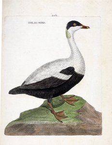 Állattani térkép (ornitológia): északi lúd vagy pejhal (Eider a duvet vagy somateria mollissima). Illusztráció: Francois Nicolas Martinet (1731-1800) „A madarak története, megjelenésük és érzékeny aspektusuk szerint”. Magángyűjtemény. alkotó: Francois Nicolas Martinet