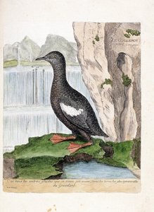 Állattani térkép (ornitológia): Csíkos murelet (Mirrelet vagy Cepphus rács). Illusztráció: Francois Nicolas Martinet (1731-1800) „A madarak története, megjelenésük és érzékeny aspektusuk szerint”. Magángyűjtemény. alkotó: Francois Nicolas Martinet