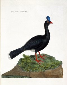 Állattani térkép (ornitológia): A hocco vagy kő (Hocco a stone vagy pauxi pauxi). Illusztráció: Francois Nicolas Martinet (1731-1800) „A madarak története, megjelenésük és érzékeny aspektusuk szerint”. Magángyűjtemény. alkotó: Francois Nicolas Martinet