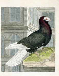 Állattani térkép (ornitológia): A nonan vagy capuchone galamb (törpe galamb vagy columba livia). Illusztráció: Francois Nicolas Martinet (1731-1800) „A madarak története, megjelenésük és érzékeny aspektusuk szerint”. Magángyűjtemény. alkotó: Francois Nicolas Martinet