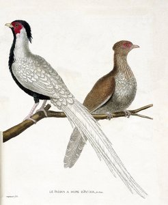 Állattani térkép (ornitológia): A fácán kínai acélpúpja és nősténye (ezüstfácán vagy Lophura nycthemera) egy ágon található. Illusztráció: Francois Nicolas Marti „A madarak története, megjelenésük és érzékeny aspektusuk szerint” alkotó: Francois Nicolas Martinet
