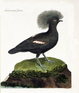 Állattani térkép (ornitológia): India fácánja (goura korona vagy goura cristata). Illusztráció: Francois Nicolas Martinet (1731-1800) „A madarak története, megjelenésük és érzékeny aspektusuk szerint”. Magángyűjtemény. alkotó: Francois Nicolas Martinet