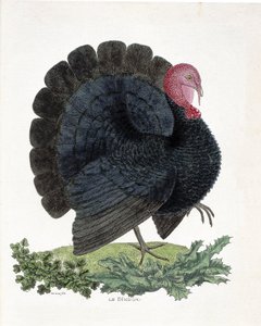 Állattani térkép (ornitológia): Pulyka (házi pulyka vagy Melaeagris gallopavo). Illusztráció: Francois Nicolas Martinet (1731-1800) „A madarak története, megjelenésük és érzékeny aspektusuk szerint” (metszet) alkotó: Francois Nicolas Martinet
