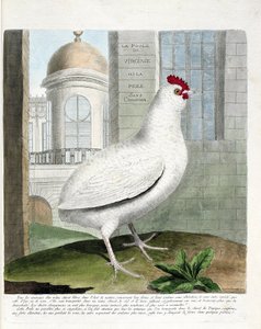 Állattani térkép (ornitológia): Virginia tyúk vagy far nélküli tyúkok (házi tyúk iu gallus gallus). Illusztráció: Francois Nicolas Martinet (1731-1800) „A madarak története, megjelenésük és érzékeny aspektusuk szerint”. Magángyűjtemény. alkotó: Francois Nicolas Martinet