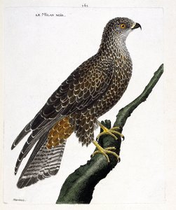 Állattani térkép (ornitológia): fekete milvus migrans egy ágon. Illusztráció: Francois Nicolas Martinet (1731-1800) „A madarak története, megjelenésük és érzékeny aspektusuk szerint”. Magángyűjtemény. alkotó: Francois Nicolas Martinet