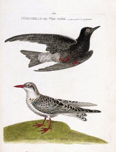 Állattani térkép (ornitológia): fekete-tengeri fecske (tengeri fecske vagy fekete törpe vagy chlidonias niger) repülés közben és foltos tengeri fecske (moustac guifette vagy chlidonias hybrida). Illusztráció a „A madarak története, megjelenésükre és érzéke alkotó: Francois Nicolas Martinet