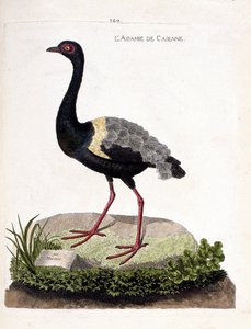 Állattani térkép (ornitológia): caienne agami (trombita agami vagy psophia crepitans). Illusztráció: Francois Nicolas Martinet (1731-1800) „A madarak története, megjelenésük és érzékeny aspektusuk szerint”. Magángyűjtemény. alkotó: Francois Nicolas Martinet