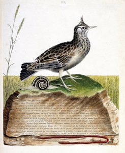 Állattani térkép (ornitológia): cochevis (cochevis huppe vagy Galerida cristata). Illusztráció: Francois Nicolas Martinet (1731-1800) „A madarak története, megjelenésük és érzékeny aspektusuk szerint”. Magángyűjtemény. alkotó: Francois Nicolas Martinet