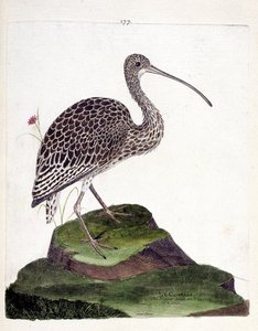 Állattani térkép (ornitológia): göndör (göndör kőris vagy numenius arquata). Illusztráció: Francois Nicolas Martinet (1731-1800) „A madarak története, megjelenésük és érzékeny aspektusuk szerint”. Magángyűjtemény. alkotó: Francois Nicolas Martinet