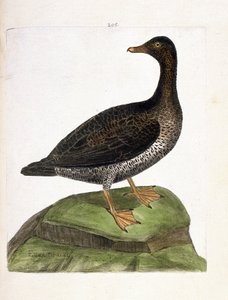 Állattani térkép (ornitológia): nőstény pehely (eider a down vagy somateria mollissima). Illusztráció: Francois Nicolas Martinet (1731-1800) „A madarak története, megjelenésük és érzékeny aspektusuk szerint”. Magángyűjtemény. alkotó: Francois Nicolas Martinet