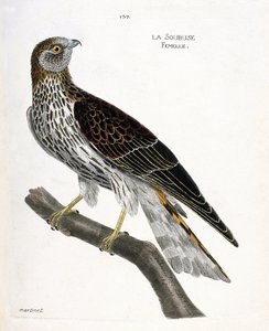 Állattani térkép (ornitológia): nőstény soubuse (busard saint martin vagy circus cyaneus) egy ágon. Illusztráció: Francois Nicolas Martinet (1731-1800) „A madarak története, megjelenésük és érzékeny aspektusuk szerint”. Magángyűjtemény. alkotó: Francois Nicolas Martinet