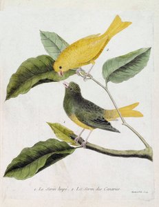 Állattani térkép (ornitológia): alulról felfelé: A serin hupe (serin des canaries vagy serinus canaria) és a serin des canaries egy ágon. Illusztráció: „A madarak története, megjelenésük és érzékeny aspektusuk szerint” (Francois Nico)
