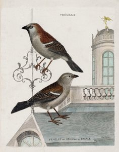 Állattani térkép (ornitológia): felülről lefelé: Franciaország veréb veréb és nősténye (házi veréb vagy pass domesticus). Illusztráció: Francois Nicolas Martinet: „A madarak története, megjelenésük és érzékeny aspektusuk szerint” alkotó: Francois Nicolas Martinet
