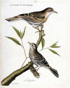 Állattani térkép (ornitológia): felülről lefelé: a mocsári pacsirta (pipit rousseline vagy anthus campestris) és a cujelier (pipit farlouse vagy anthus pratensis) egy ágon. Illusztráció: „A madarak története, megjelenésükben és érzékenységükben alkotó: Francois Nicolas Martinet