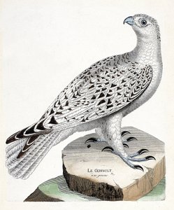 Állattani térkép (ornitológia): gerfault (gerfaut falcon vagy falco rusticolus). Illusztráció: Francois Nicolas Martinet (1731-1800) „A madarak története, megjelenésük és érzékeny aspektusuk szerint”. Magángyűjtemény. alkotó: Francois Nicolas Martinet