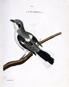 Állattani térkép (ornitológia): szürke grieche (grey grieche vagy lanius excubitor) egy ágon. Illusztráció: Francois Nicolas Martinet (1731-1800) „A madarak története, megjelenésük és érzékeny aspektusuk szerint”. Magángyűjtemény. alkotó: Francois Nicolas Martinet