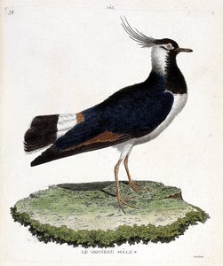 Állattani térkép (ornitológia): hím bárány (hurkos vagy vanellus vanellus). Illusztráció: Francois Nicolas Martinet (1731-1800) „A madarak története, megjelenésük és érzékeny aspektusuk szerint”. Magángyűjtemény. alkotó: Francois Nicolas Martinet