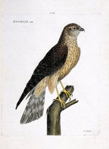 Állattani térkép (ornitológia): hím soubuse (busard saint martin vagy circus cyaneus) egy ágon. Illusztráció: Francois Nicolas Martinet (1731-1800) „A madarak története, megjelenésük és érzékeny aspektusuk szerint”. Magángyűjtemény. alkotó: Francois Nicolas Martinet