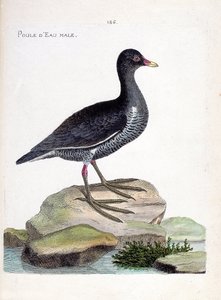 Állattani térkép (ornitológia): hím vízi tyúk (vízi tyúk vagy gallinula chloropus). Illusztráció: Francois Nicolas Martinet (1731-1800) „A madarak története, megjelenésük és érzékeny aspektusuk szerint”. Magángyűjtemény. alkotó: Francois Nicolas Martinet