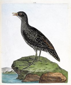 Állattani térkép (ornitológia): marouette (spot marouette vagy porzana porzana). Illusztráció: Francois Nicolas Martinet (1731-1800) „A madarak története, megjelenésük és érzékeny aspektusuk szerint”. Magángyűjtemény. alkotó: Francois Nicolas Martinet
