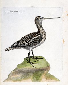 Állattani térkép (ornitológia): öreg hím bekaszinó (mocsári bekaszin vagy gallinago gallinago). Illusztráció: Francois Nicolas Martinet (1731-1800) „A madarak története, megjelenésük és érzékeny aspektusuk szerint”. Magángyűjtemény. alkotó: Francois Nicolas Martinet