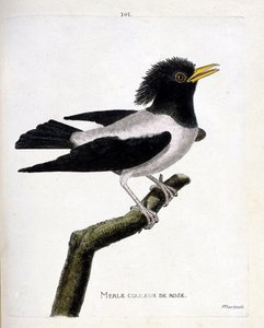 Állattani térkép (ornitológia): rózsaszín feketerigó (vöröses seregély vagy sturnus roseus) egy ágon. Illusztráció: Francois Nicolas Martinet (1731-1800) „A madarak története, megjelenésük és érzékeny aspektusuk szerint”. Magángyűjtemény. alkotó: Francois Nicolas Martinet