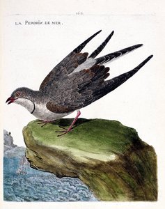 Állattani térkép (ornitológia): fogoly (glareole a nyaklánc vagy glareola pratincola). Illusztráció: Francois Nicolas Martinet (1731-1800) „A madarak története, megjelenésük és érzékeny aspektusuk szerint”. Magángyűjtemény. alkotó: Francois Nicolas Martinet
