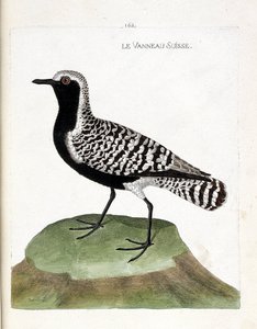 Állattani térkép (ornitológia): a svájci bárány (ezüst lile vagy pluvialis squatarola). Illusztráció: Francois Nicolas Martinet (1731-1800) „A madarak története, megjelenésük és érzékeny aspektusuk szerint”. Magángyűjtemény. alkotó: Francois Nicolas Martinet