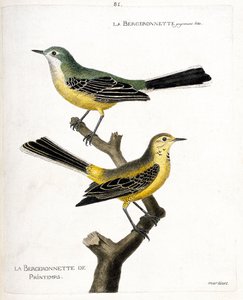 Állattani térkép (ornitológia): maga a begeronnette és a tavaszi begeronnette (tavaszi begeronnette vagy motacilla flava) egy ágon. Illusztráció: „A madarak története, megjelenésük és érzékeny aspektusukra festve”, Francois Nicolas Ma alkotó: Francois Nicolas Martinet
