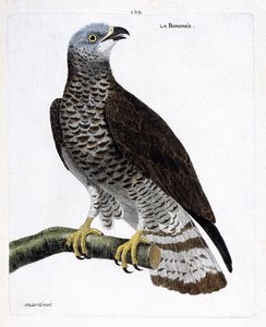 Állattani térkép (ornitológia): az ágon lévő kötőfa (kapore bondree vagy pernis apivorus). Illusztráció: Francois Nicolas Martinet (1731-1800) „A madarak története, megjelenésük és érzékeny aspektusuk szerint”. Magángyűjtemény. alkotó: Francois Nicolas Martinet