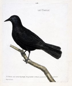 Állattani térkép (ornitológia): a káposzta (tornyok káposztája vagy corvus monedula) egy ágon. Illusztráció: Francois Nicolas Martinet (1731-1800) „A madarak története, megjelenésük és érzékeny aspektusuk szerint”. Magángyűjtemény. alkotó: Francois Nicolas Martinet