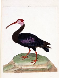 Állattani térkép (ornitológia): a göndör feje a jó reménység sapkája (ibis du cap vagy geronticus calvus) csupasz. Illusztráció: Francois Nicolas Martinet (1731-1800) „A madarak története, megjelenésükre és érzékeny vonatkozásukra festve”. P alkotó: Francois Nicolas Martinet