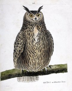 Állattani térkép (ornitológia): a herceg vagy nagyherceg (nagyherceg vagy bubo bubo) egy ágon. Illusztráció: Francois Nicolas Martinet (1731-1800) „A madarak története, megjelenésük és érzékeny aspektusuk szerint”. Magángyűjtemény. alkotó: Francois Nicolas Martinet