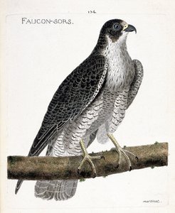 Állattani térkép (ornitológia): a sólyom egy ágon bújik ki vagy száll ki (sólyom vagy falco peregrinus). Illusztráció: Francois Nicolas Martinet (1731-1800) „A madarak története, megjelenésük és érzékeny aspektusuk szerint”. Pri alkotó: Francois Nicolas Martinet