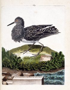 Állattani térkép (ornitológia): a harcos vagy a hím tengeri páva (harcos változó vagy philomachus pugnax). Illusztráció: Francois Nicolas Martinet (1731-1800) „A madarak története, megjelenésük és érzékeny aspektusuk szerint”. Magánkollégium alkotó: Francois Nicolas Martinet