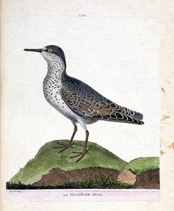Állattani térkép (ornitológia): szürke maubeche (lila csőr vagy calidris maritima). Illusztráció: Francois Nicolas Martinet (1731-1800) „A madarak története, megjelenésük és érzékeny aspektusuk szerint”. Magángyűjtemény. alkotó: Francois Nicolas Martinet