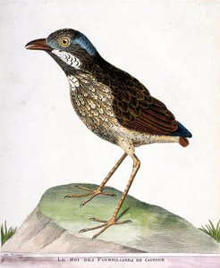 Állattani térkép (ornitológia): Cayenne negyedszázadának királya (grallaire king vagy grallaria varia). Illusztráció: Francois Nicolas Martinet (1731-1800) „A madarak története, megjelenésük és érzékeny aspektusuk szerint”. Privát koll alkotó: Francois Nicolas Martinet