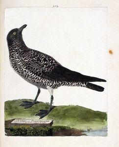 Állattani térkép (ornitológia): a labbe vagy stercorar (pomarin labbe vagy stercorarius pomarinus). Illusztráció: Francois Nicolas Martinet (1731-1800) „A madarak története, megjelenésük és érzékeny aspektusuk szerint”. Magángyűjtemény. alkotó: Francois Nicolas Martinet