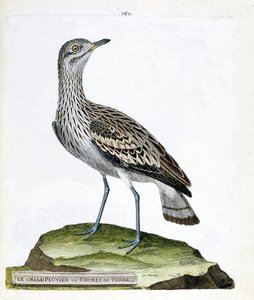 Állattani térkép (ornitológia): nagy lile vagy varjú (oedicneme criard (Burhinus oedicnemus). Illusztráció: „A madarak története, megjelenésük és érzékenységükre festve”, Francois Nicolas Martinet (1731-1800). Magángyűjtemény. alkotó: Francois Nicolas Martinet