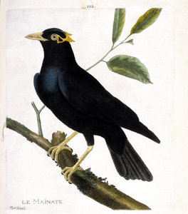 Állattani térkép (ornitológia): az ágon lévő főzet (vallási főút vagy gracula religiosa). Illusztráció: Francois Nicolas Martinet (1731-1800) „A madarak története, megjelenésük és érzékeny aspektusuk szerint”. Magángyűjtemény. alkotó: Francois Nicolas Martinet