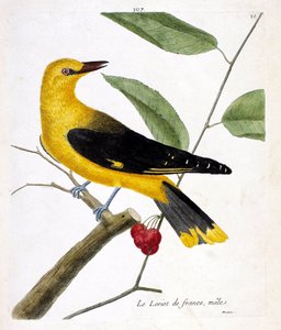 Állattani térkép (ornitológia): a hím francia loriot (európai loriot vagy oriolus oriolus) egy ágon. Illusztráció: Francois Nicolas Martinet (1731-1800) „A madarak története, megjelenésük és érzékeny aspektusuk szerint”. Magángyűjtemények alkotó: Francois Nicolas Martinet