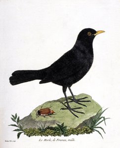 Állattani térkép (ornitológia): hím feketerigó (feketerigó vagy turdus merula). Illusztráció: Francois Nicolas Martinet (1731-1800) „A madarak története, megjelenésük és érzékeny aspektusuk szerint”. Magángyűjtemény. alkotó: Francois Nicolas Martinet