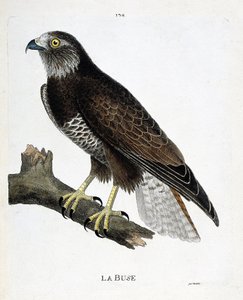 Állattani térkép (ornitológia): a fúvóka (változó fúvóka vagy buteo buteo) egy ágon. Illusztráció: Francois Nicolas Martinet (1731-1800) „A madarak története, megjelenésük és érzékeny aspektusuk szerint”. Magángyűjtemény. alkotó: Francois Nicolas Martinet