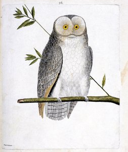 Állattani térkép (ornitológia): a bagoly (macskabagoly vagy Tyto Alba) egy ágon. Illusztráció: Francois Nicolas Martinet (1731-1800) „A madarak története, megjelenésük és érzékeny aspektusuk szerint”. Magángyűjtemény. alkotó: Francois Nicolas Martinet