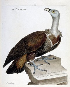 Állattani térkép (ornitológia): a percnoptere (szarvaskeselyű vagy fulvus gyps). Illusztráció: Francois Nicolas Martinet (1731-1800) „A madarak története, megjelenésük és érzékeny aspektusuk szerint”. Magángyűjtemény. alkotó: Francois Nicolas Martinet