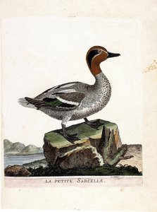 Állattani térkép (ornitológia): a kis kékeszöld (téli kékeszöld vagy anas crecca). Illusztráció: Francois Nicolas Martinet (1731-1800) „A madarak története, megjelenésük és érzékeny aspektusuk szerint”. Magángyűjtemény. alkotó: Francois Nicolas Martinet