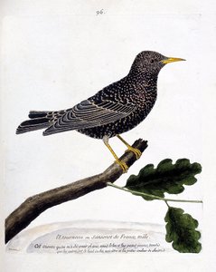 Állattani térkép (ornitológia): seregély vagy sansonet (seregély vagy sturnus vulgaris) egy ágon. Illusztráció: Francois Nicolas Martinet (1731-1800) „A madarak története, megjelenésük és érzékeny aspektusuk szerint”. Magángyűjtemény. alkotó: Francois Nicolas Martinet